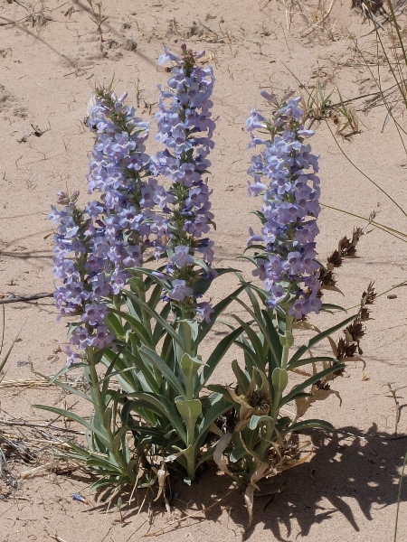 Penstemon angustifolius